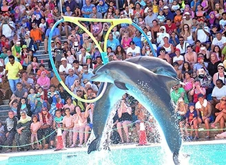 Belek Dolphin Show